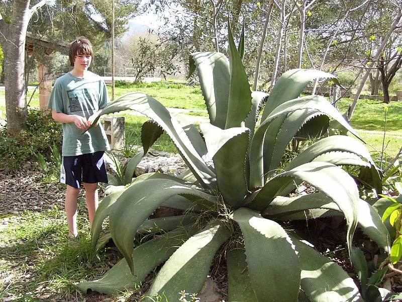 Agave americana is an introduced species grown in gardens, wherefrom it often escapes into the wilderness.