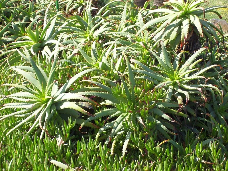 Aloe vera is a common garden and container plant.