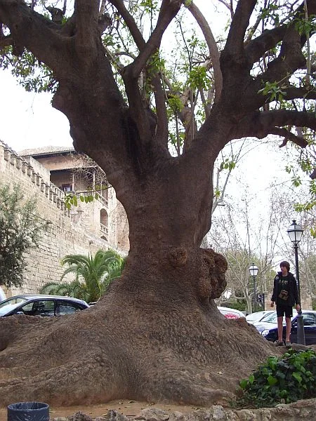 A ficus tree with an enormous trunk is the centerpiece of a small park in Palma.