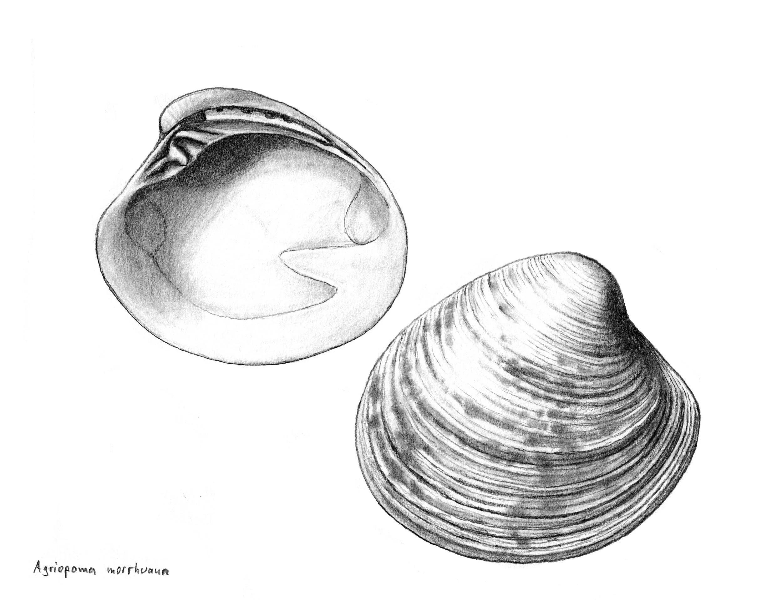 False Quahog
