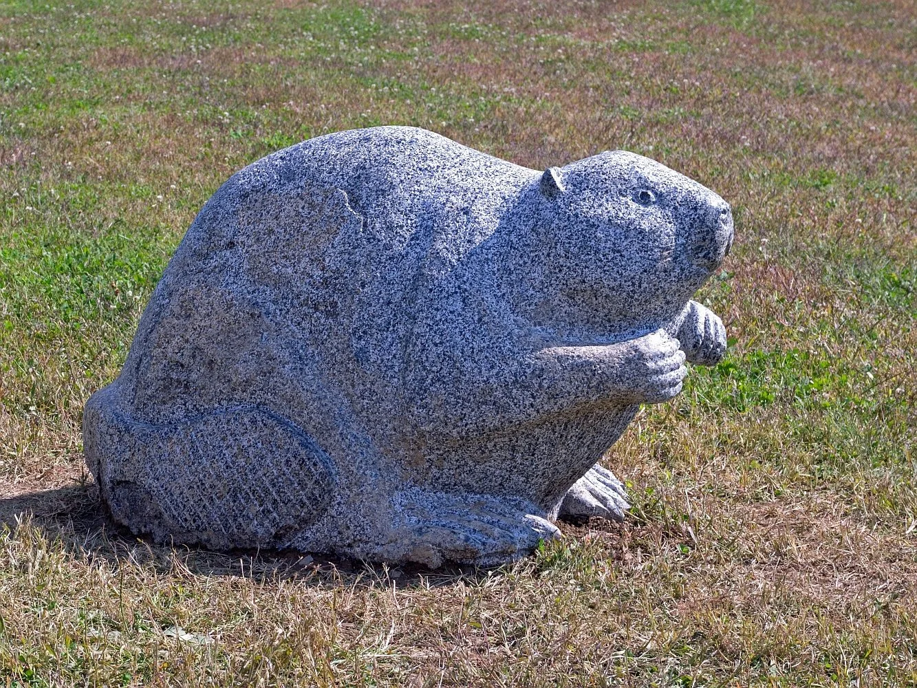 'Beaver' 2016, fieldstone boulder