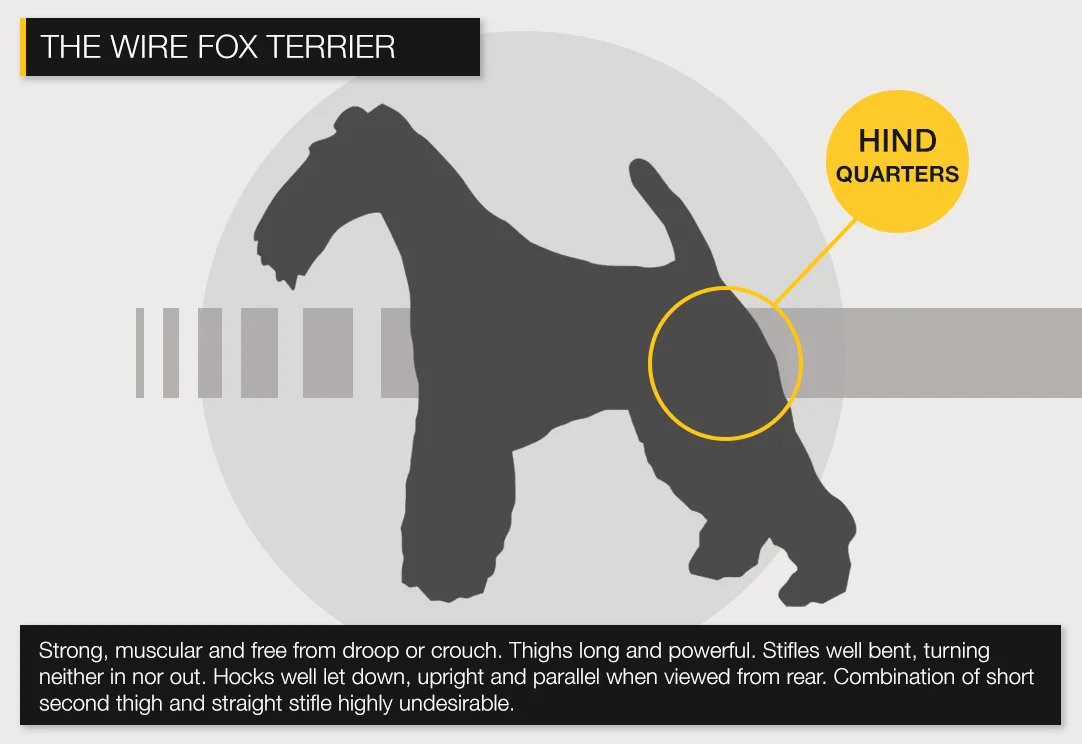 Wire-HINDQUARTERS.jpg
