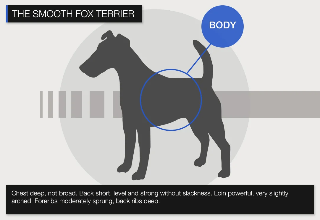 Smooth-BODY.jpg
