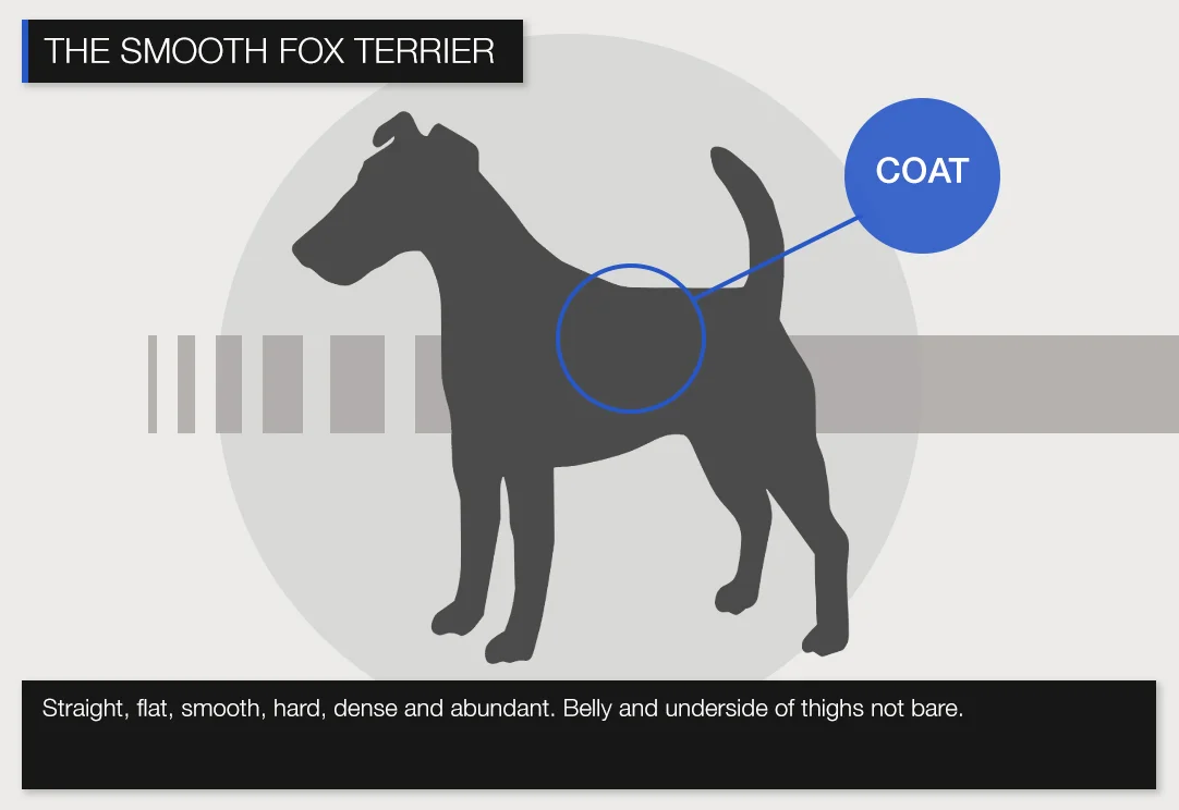 Smooth-COAT.jpg