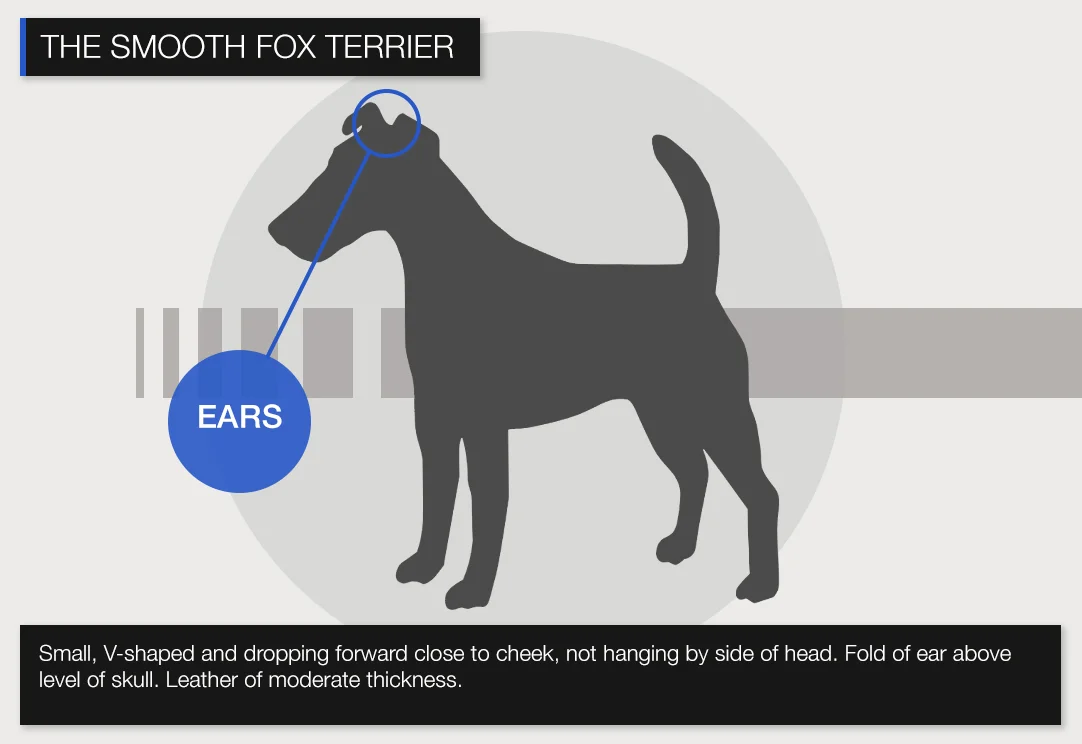 Smooth-EARS.jpg