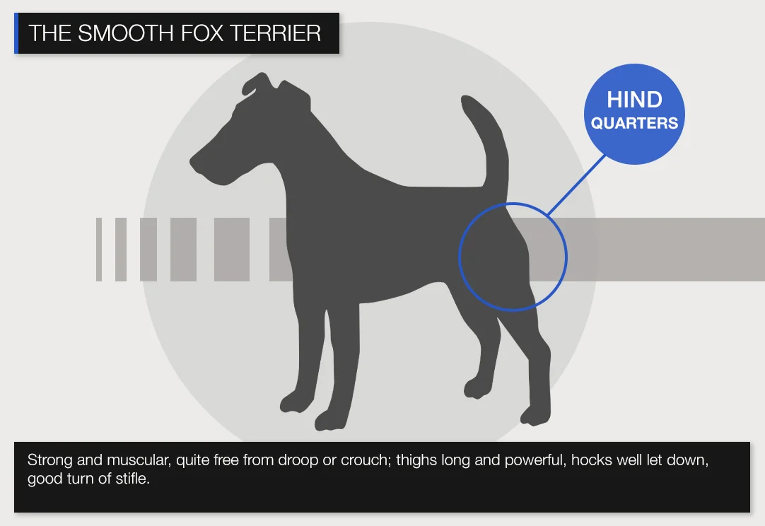 Smooth-HINDQUARTERS.jpg