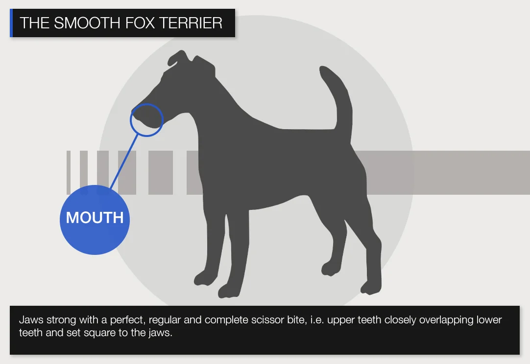 Smooth-MOUTH.jpg