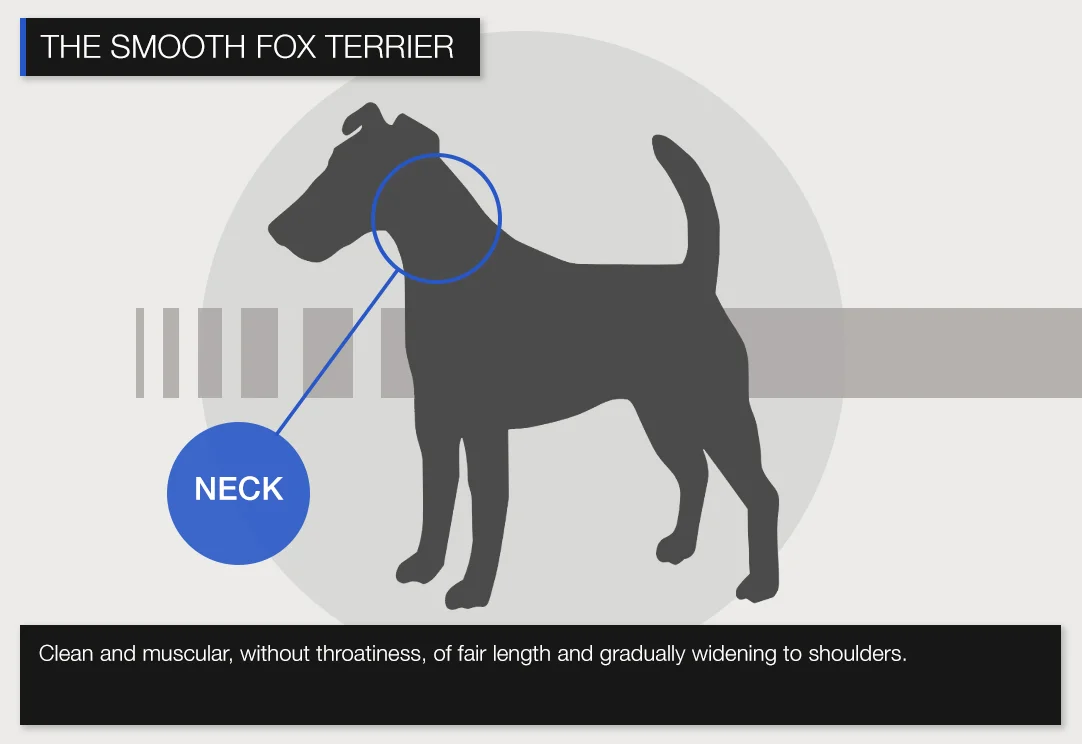Smooth-NECK.jpg