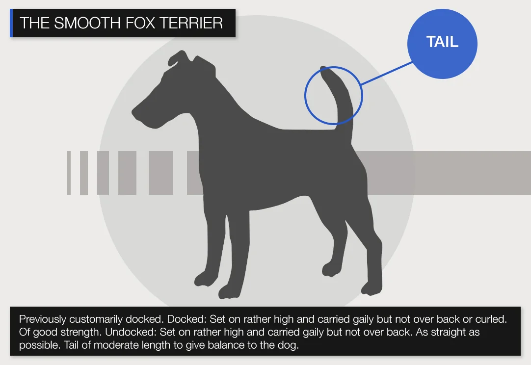 Smooth-TAIL.jpg