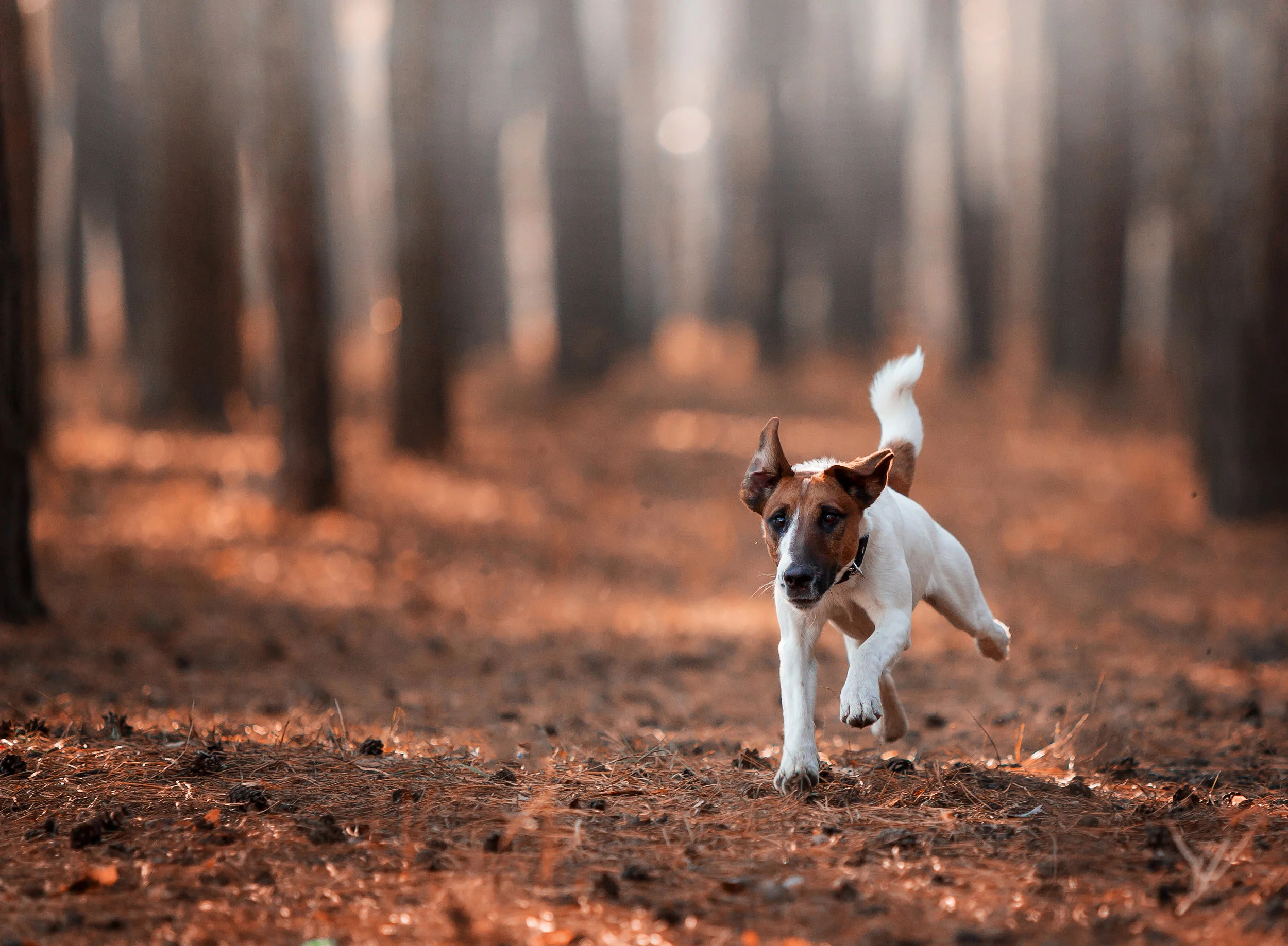 AdobeStock_234293384_flip.jpg