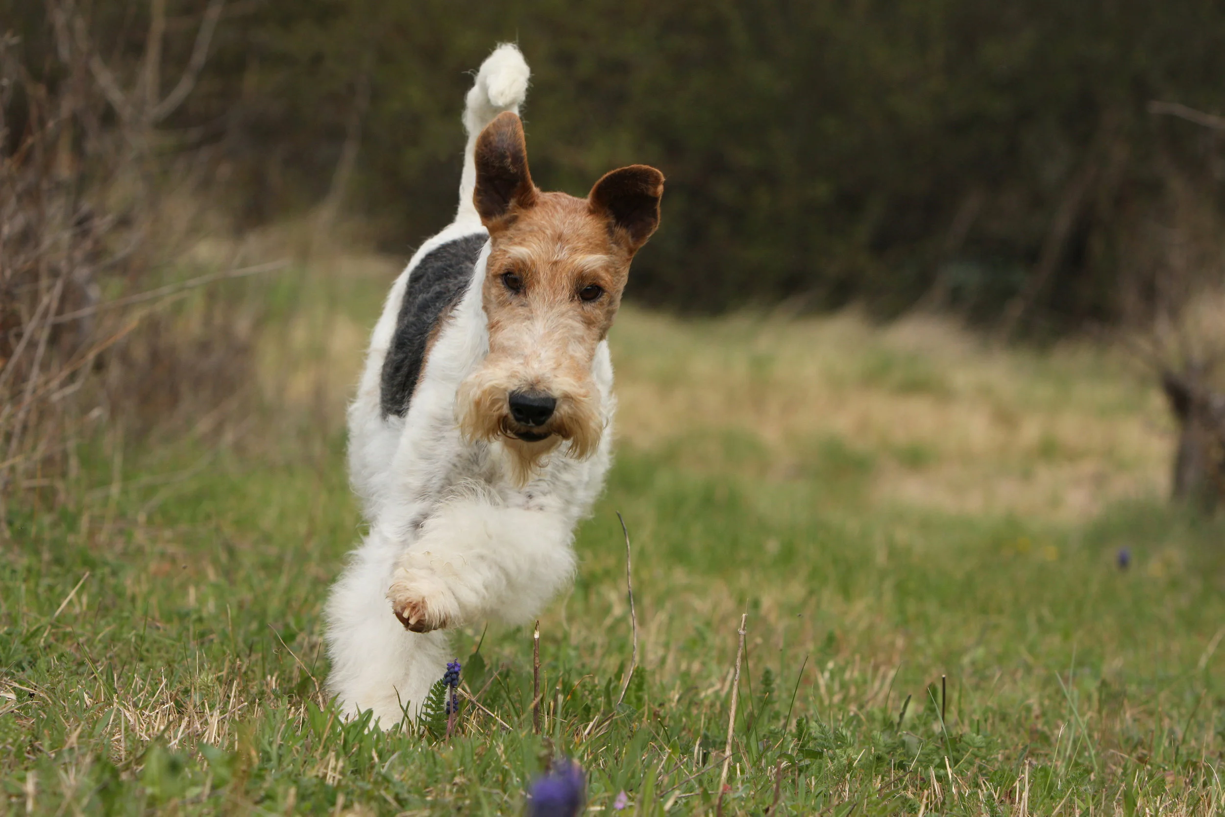AdobeStock_15317763_resize.jpg