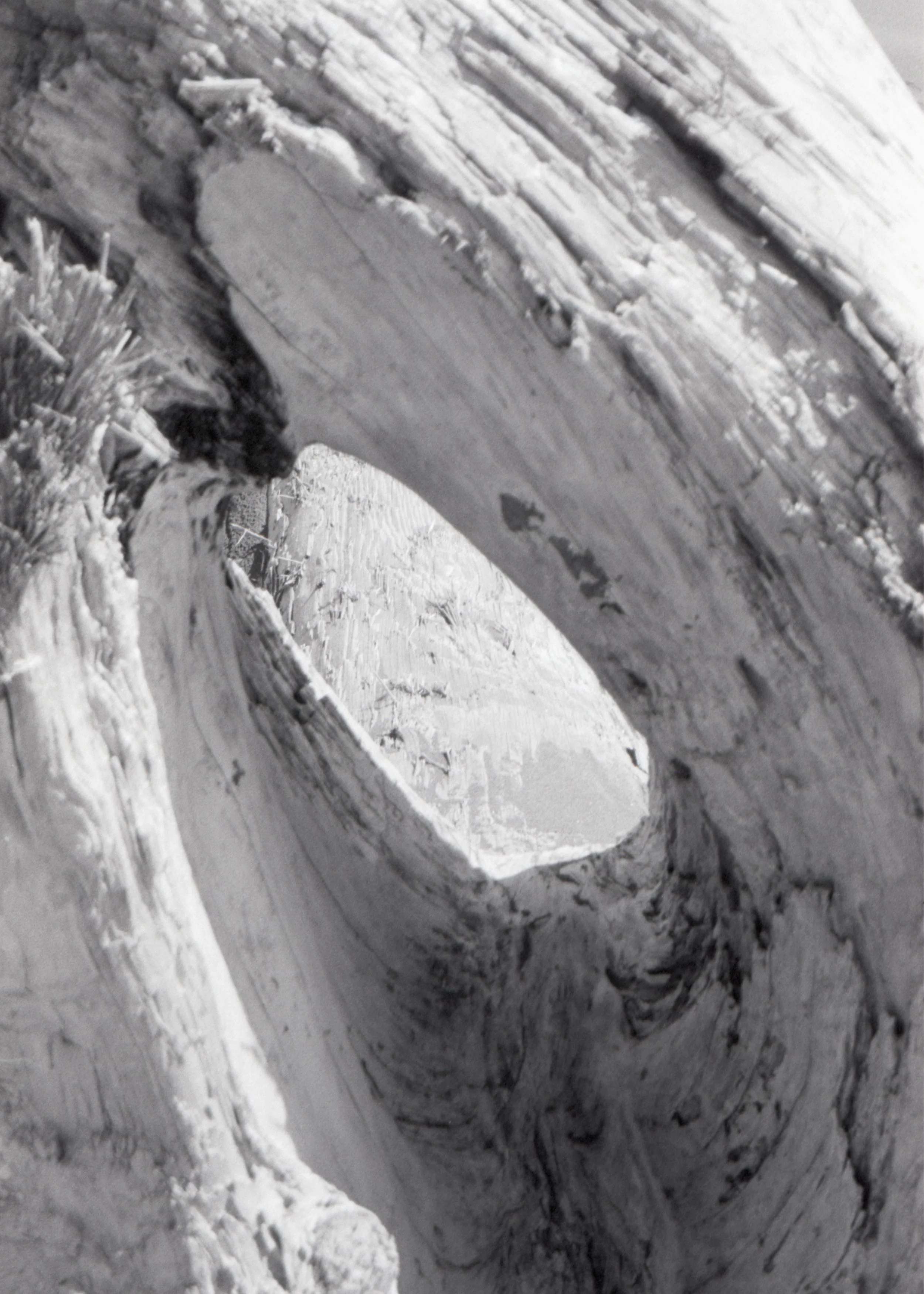 to be afraid of trees-6.jpg