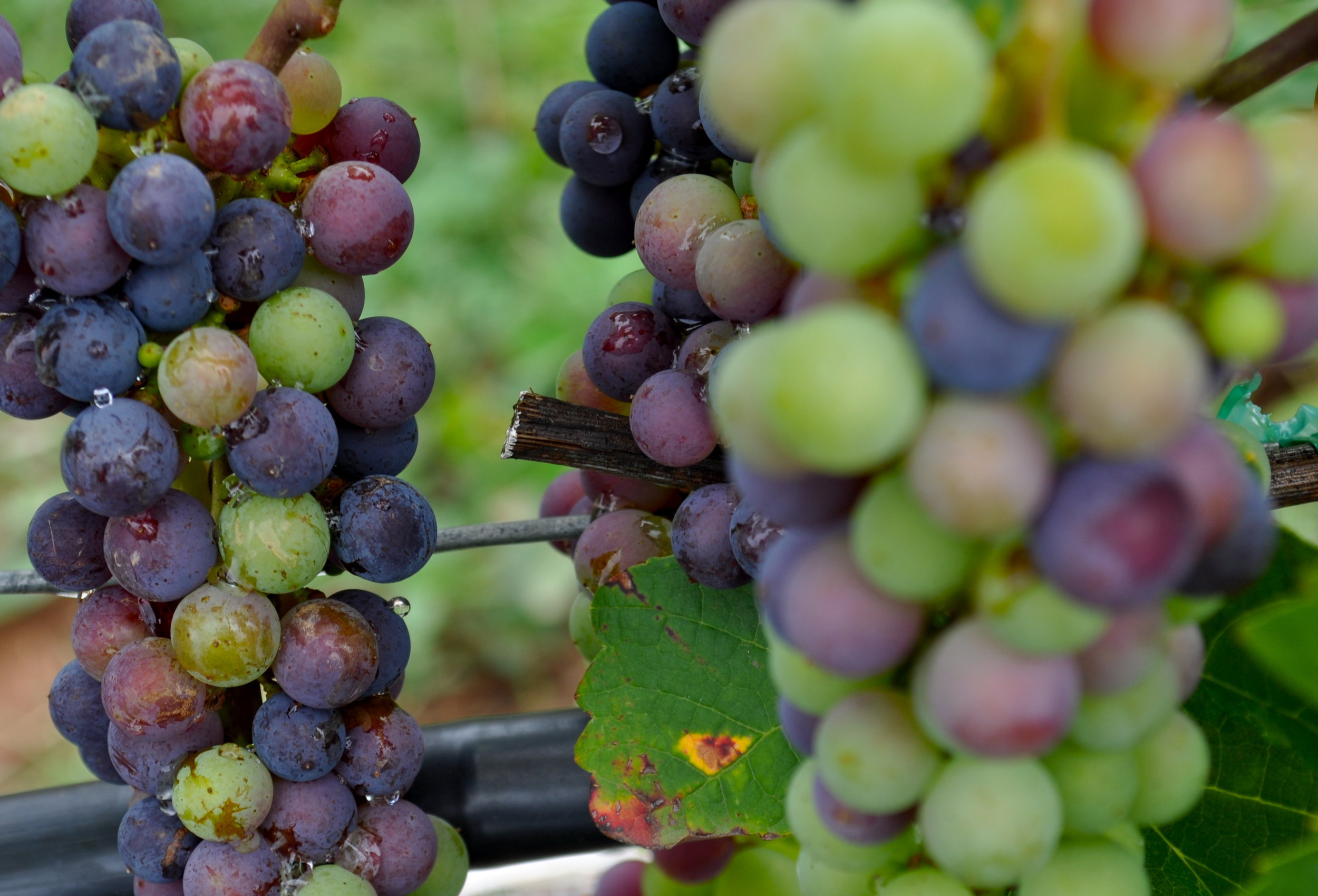 grapes 1750.jpg