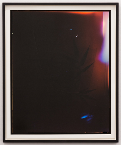  ketuta alexi-meskishvili  dark palm,  2013. 67 x 45 cm photograph 
