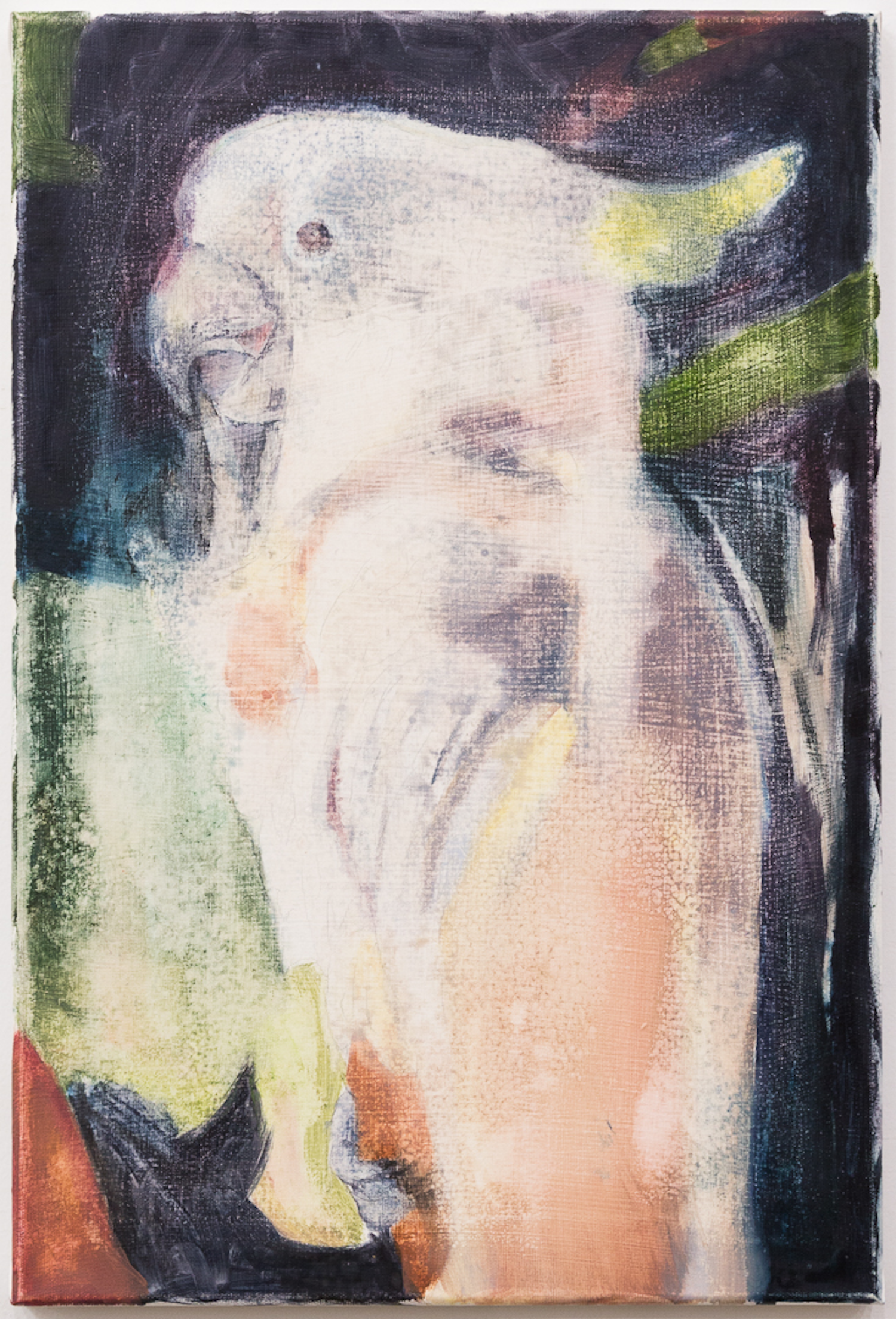  Paloma 2015  56 x 40 cm. oil on canvas 
