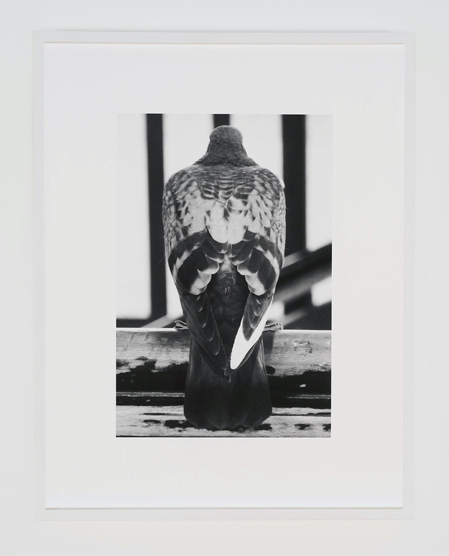  pigeon 2021  28 x 36 cm, archival pigment print on cotton rag (ed. of 3 + 1 ap) 