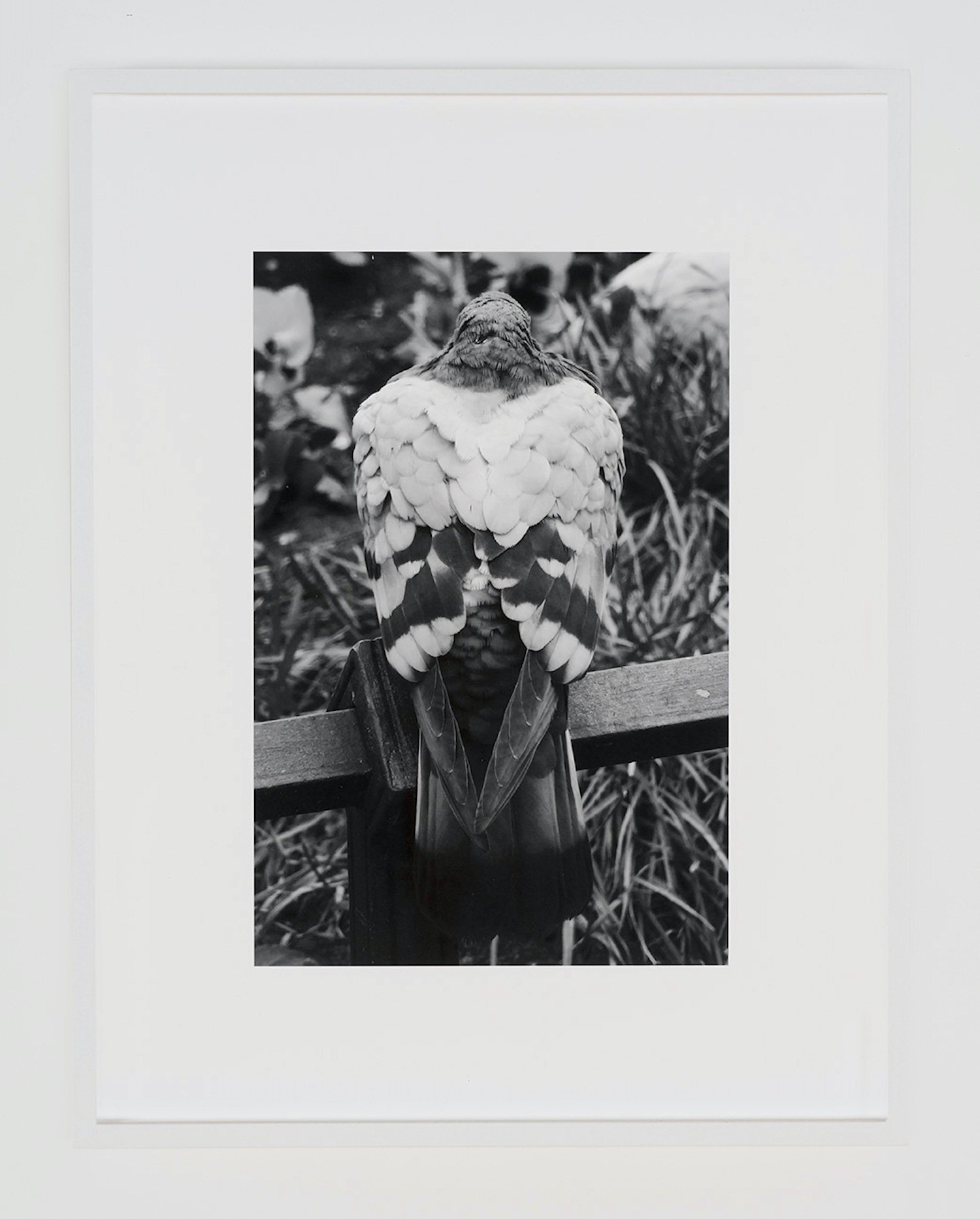  pigeon 2021  28 x 36 cm, archival pigment print on cotton rag (ed. of 3 + 1 ap) 