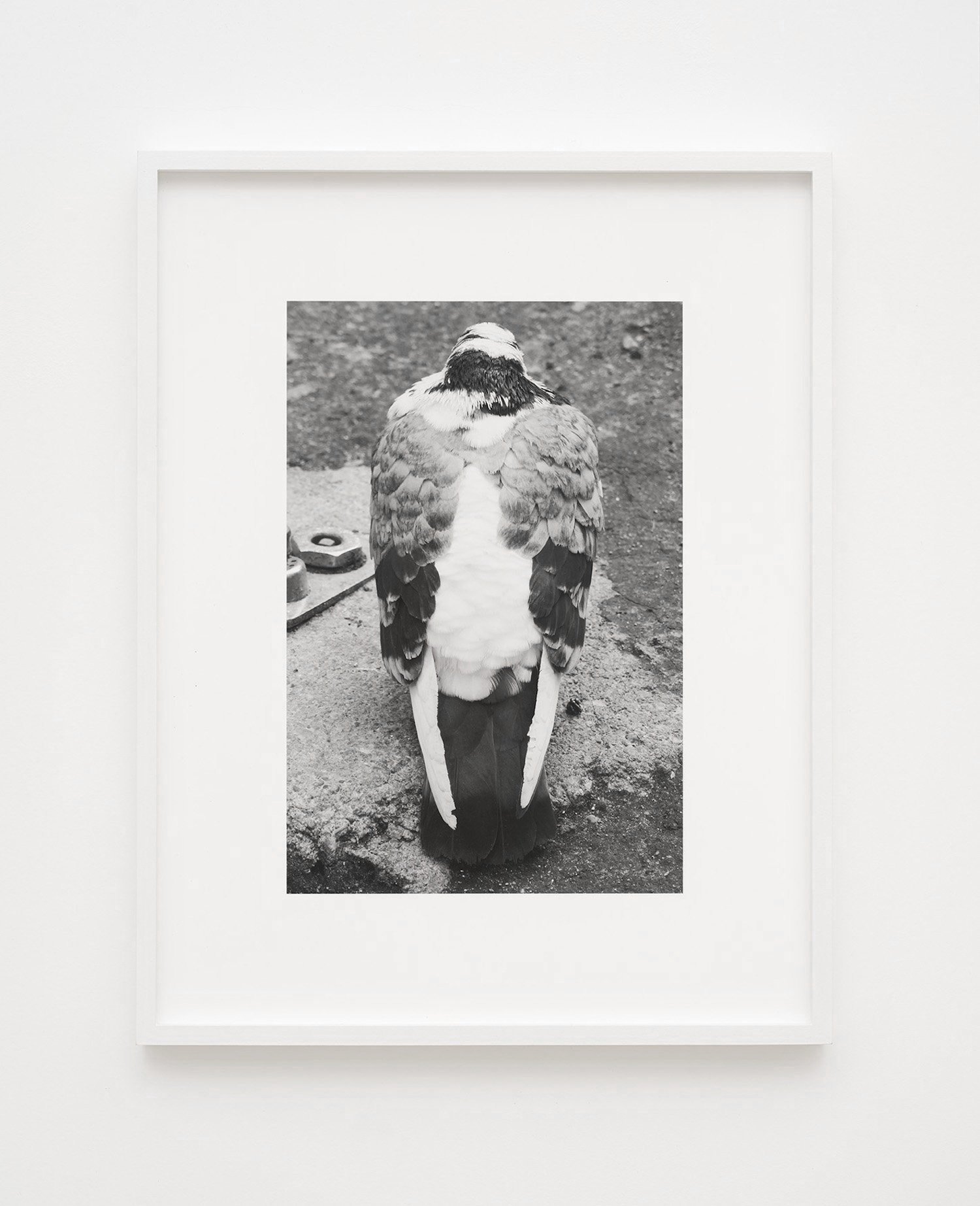  pigeon 2022  28 x 36 cm, archival pigment print on cotton rag (ed. of 3 + 1 ap) 