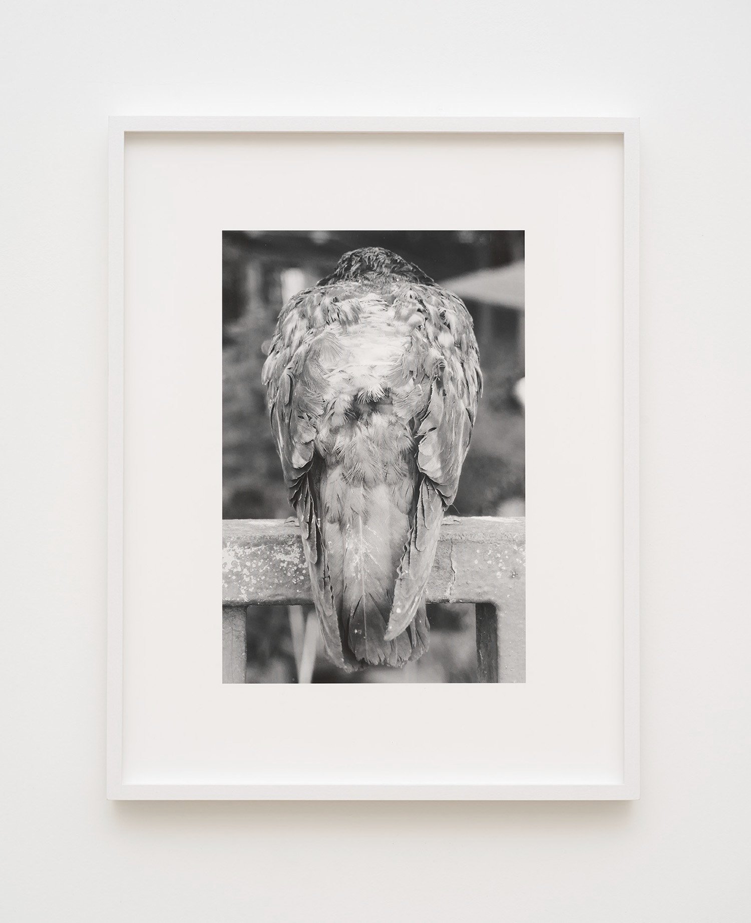  pigeon 2022  28 x 36 cm, archival pigment print on cotton rag (ed. of 3 + 1 ap) 