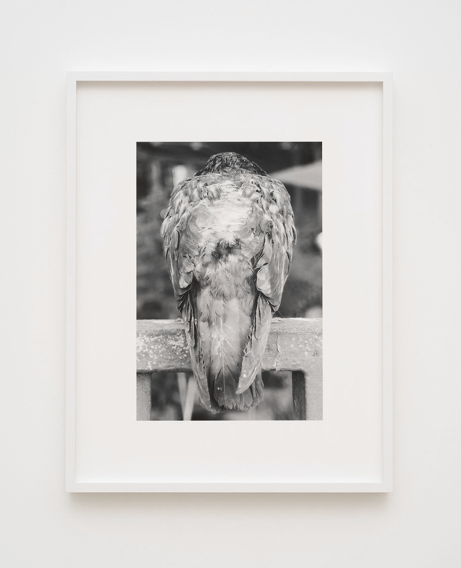  pigeon 2022  24 x 16 cm, archival pigment print on cotton rag (ed. of 3 + 1 ap) 