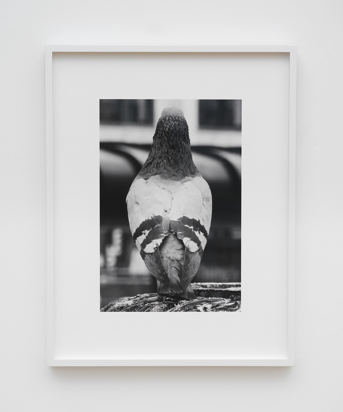  pigeon 2022  24 x 16 cm, archival pigment print on cotton rag (ed. of 3 + 1 ap) 