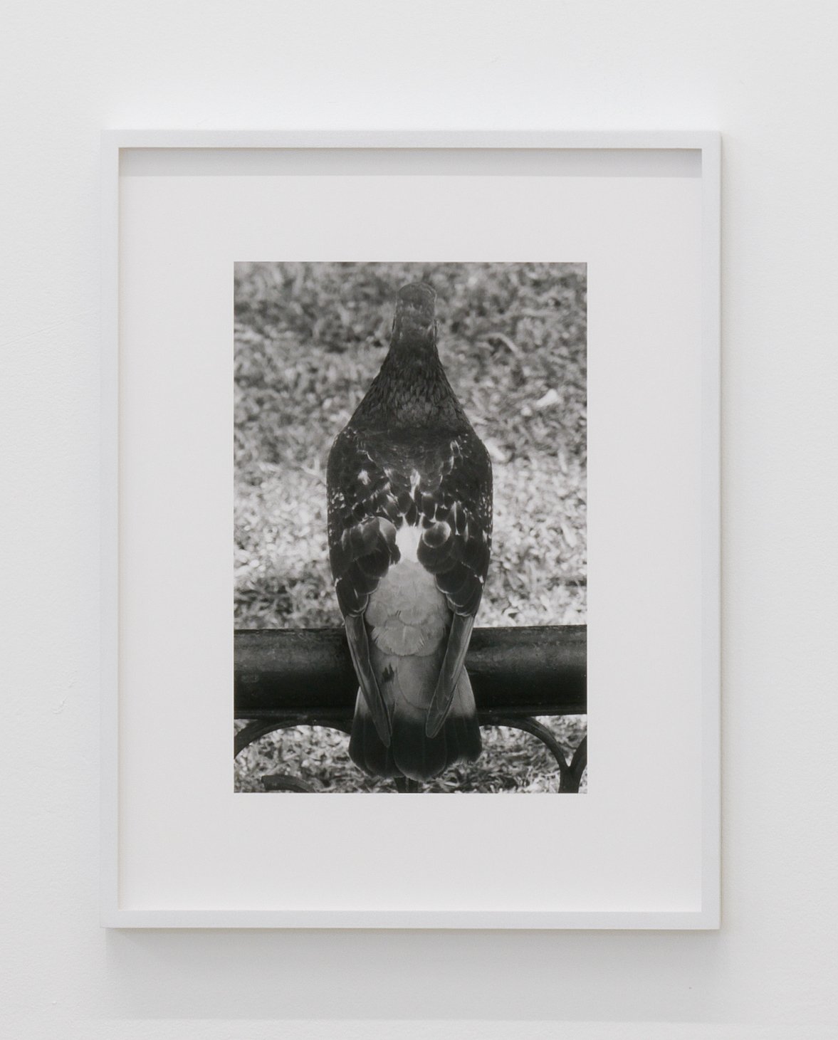  pigeon 2024  28 x 36 cm, archival pigment print on cotton rag (ed. of 3 + 1 ap) 