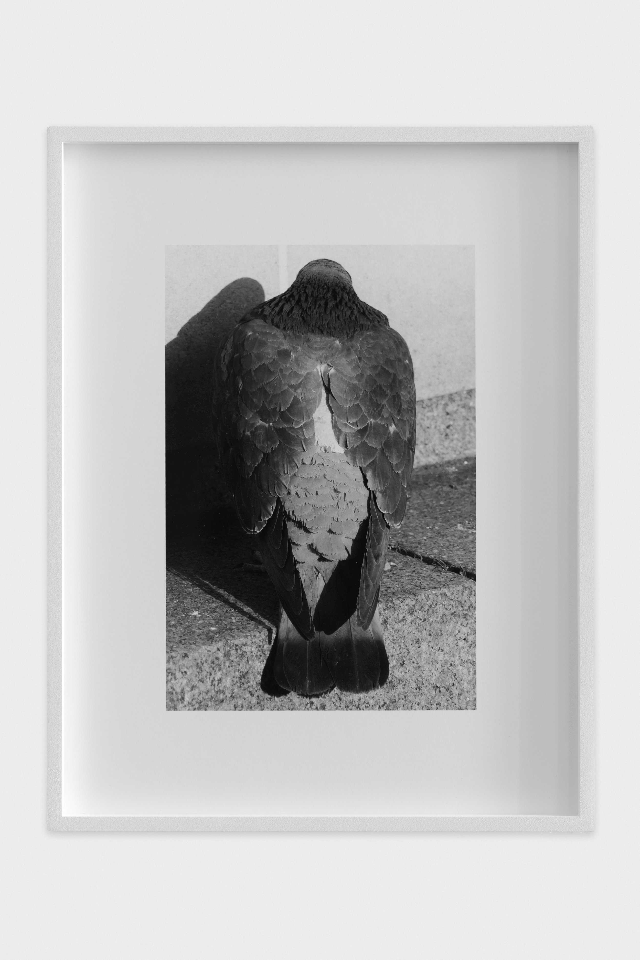 pigeon 2024 28 x 36 cm, archival pigment print on cotton rag (ed. of 3 + 1 ap)