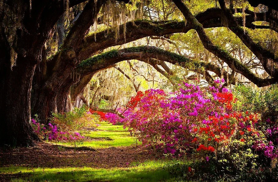 Old beauty and nobility, Charleston, U.S.A 