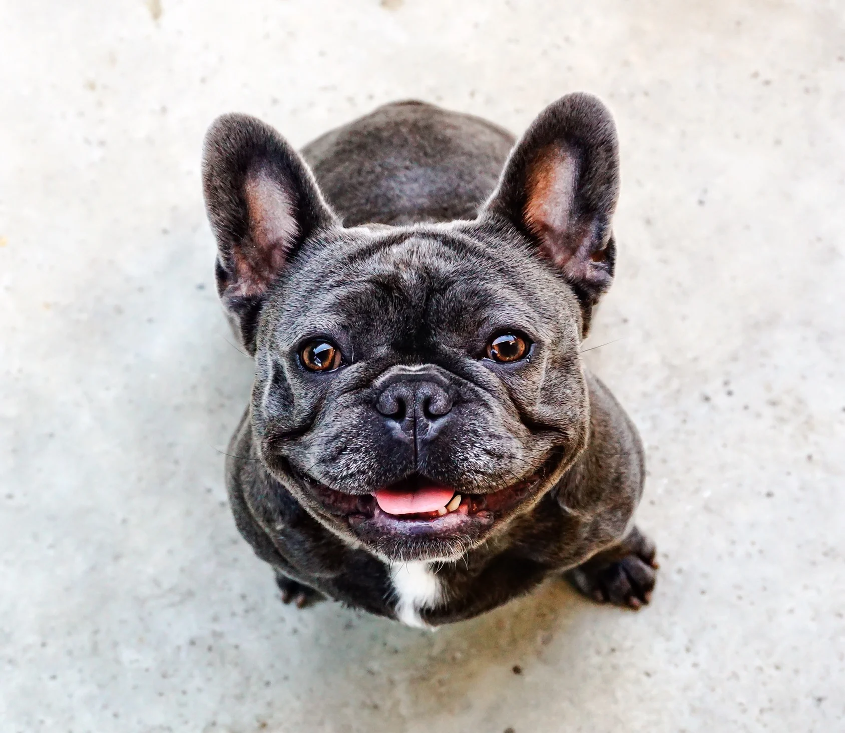 mutt manners dog training