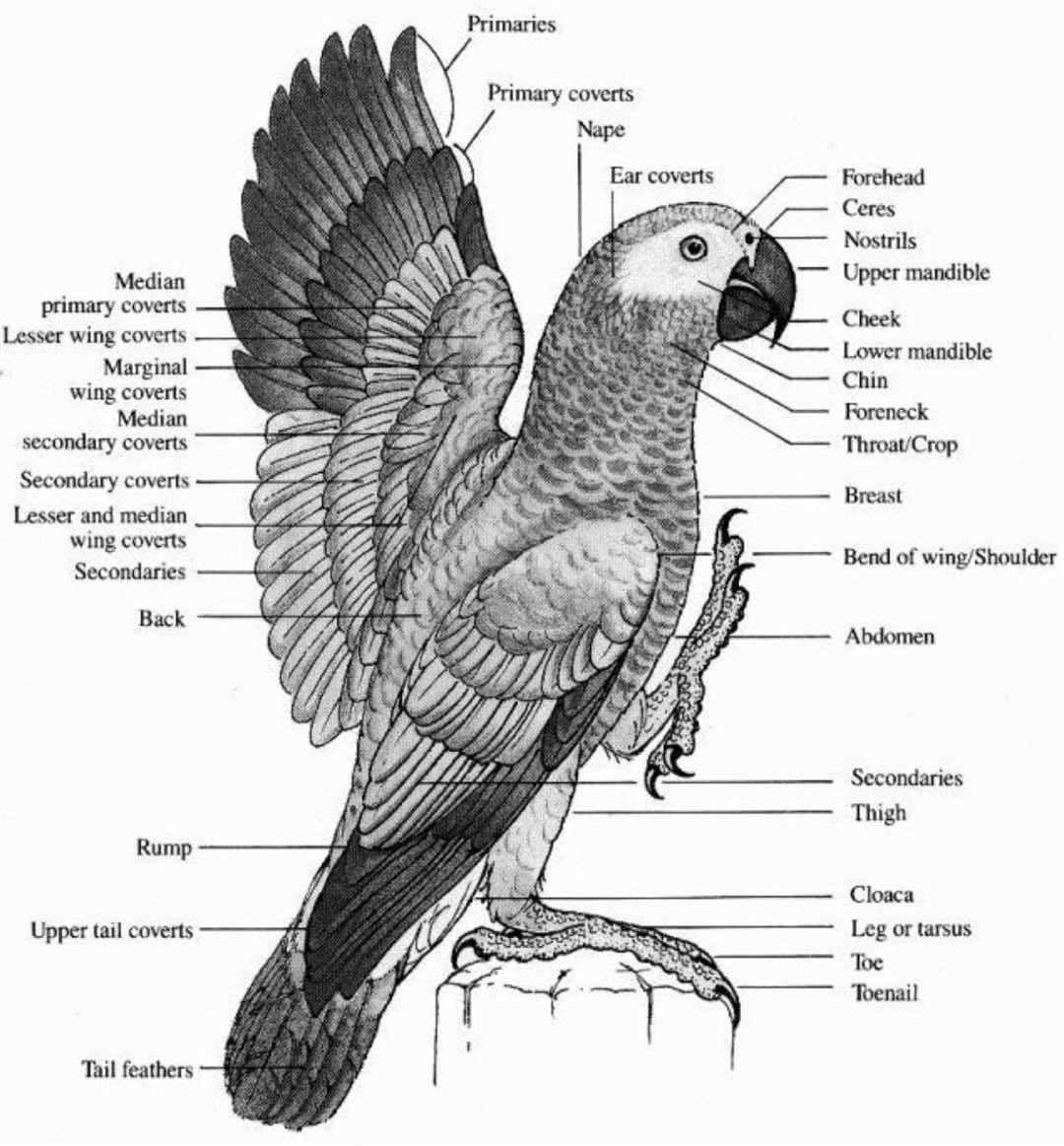 Parrot Anatomy.jpg