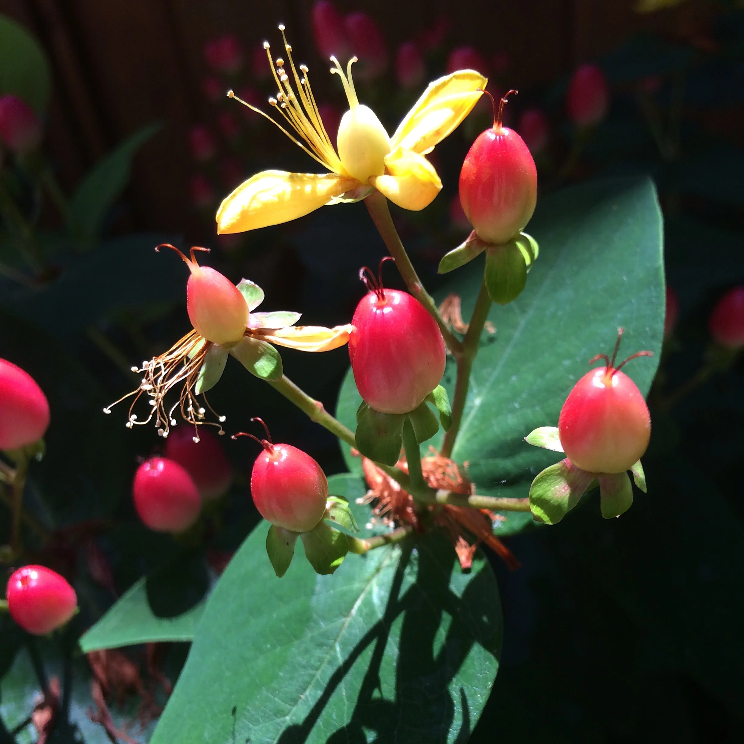 St. John’s Wort The carrier oil extracted from this plant is also know to cause phototoxic reaction, so we need to be aware of our carrier oils as well.