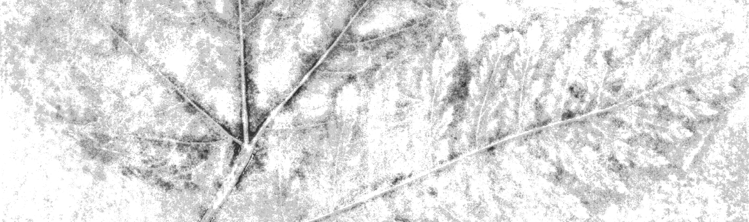 B&W print lt - crop.png