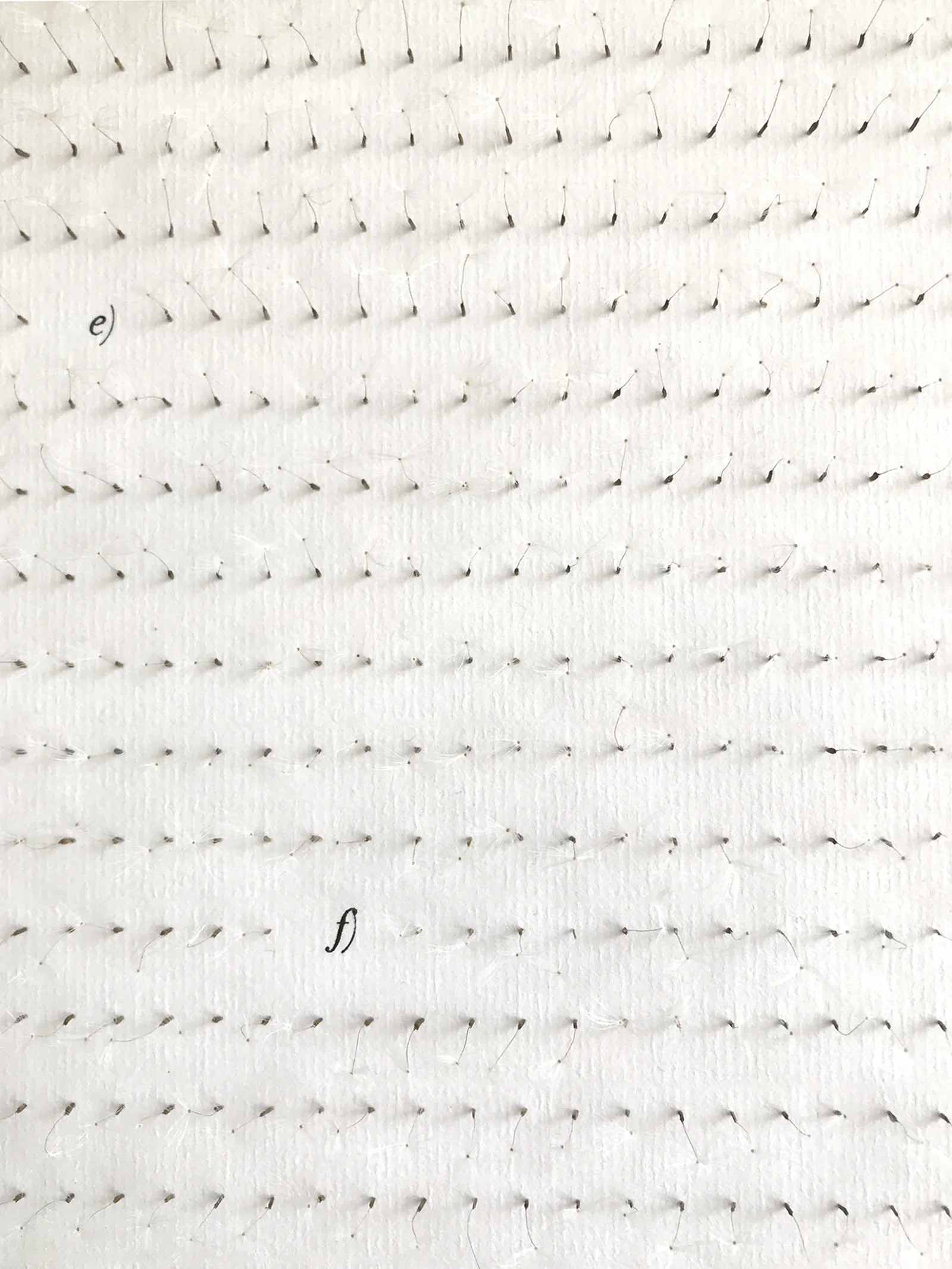 WORK DETAIL of SPES, OMNIS