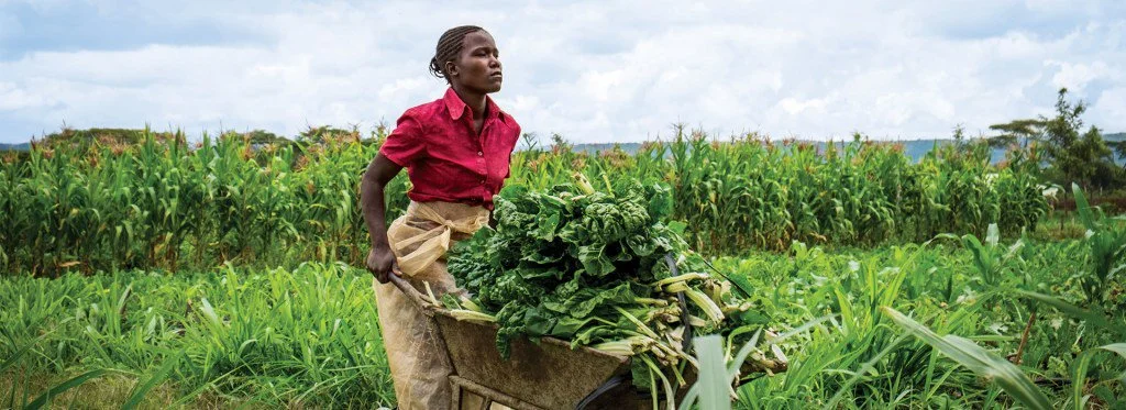 Mechanizing Agriculture  is Key to Food Security | The Youth Cafe