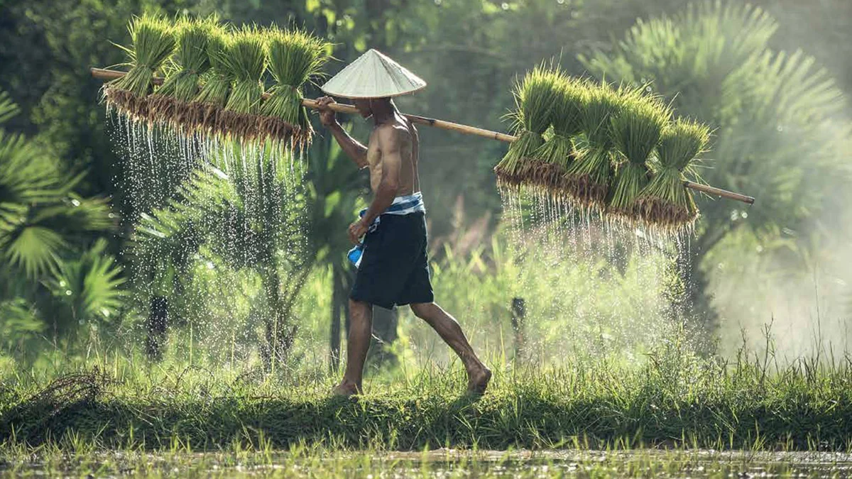 Nature-based Solutions