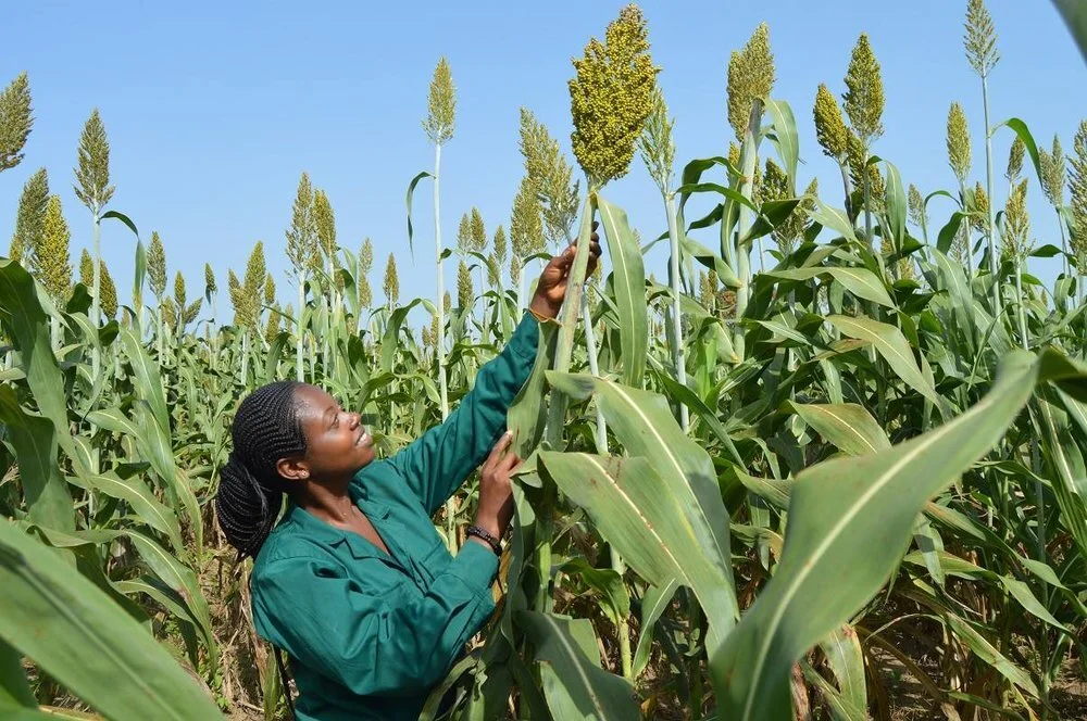 The Youth Cafe Featured In A New Study | Insights Into Youth Networks Working Around Agriculture And Rural Development In Africa