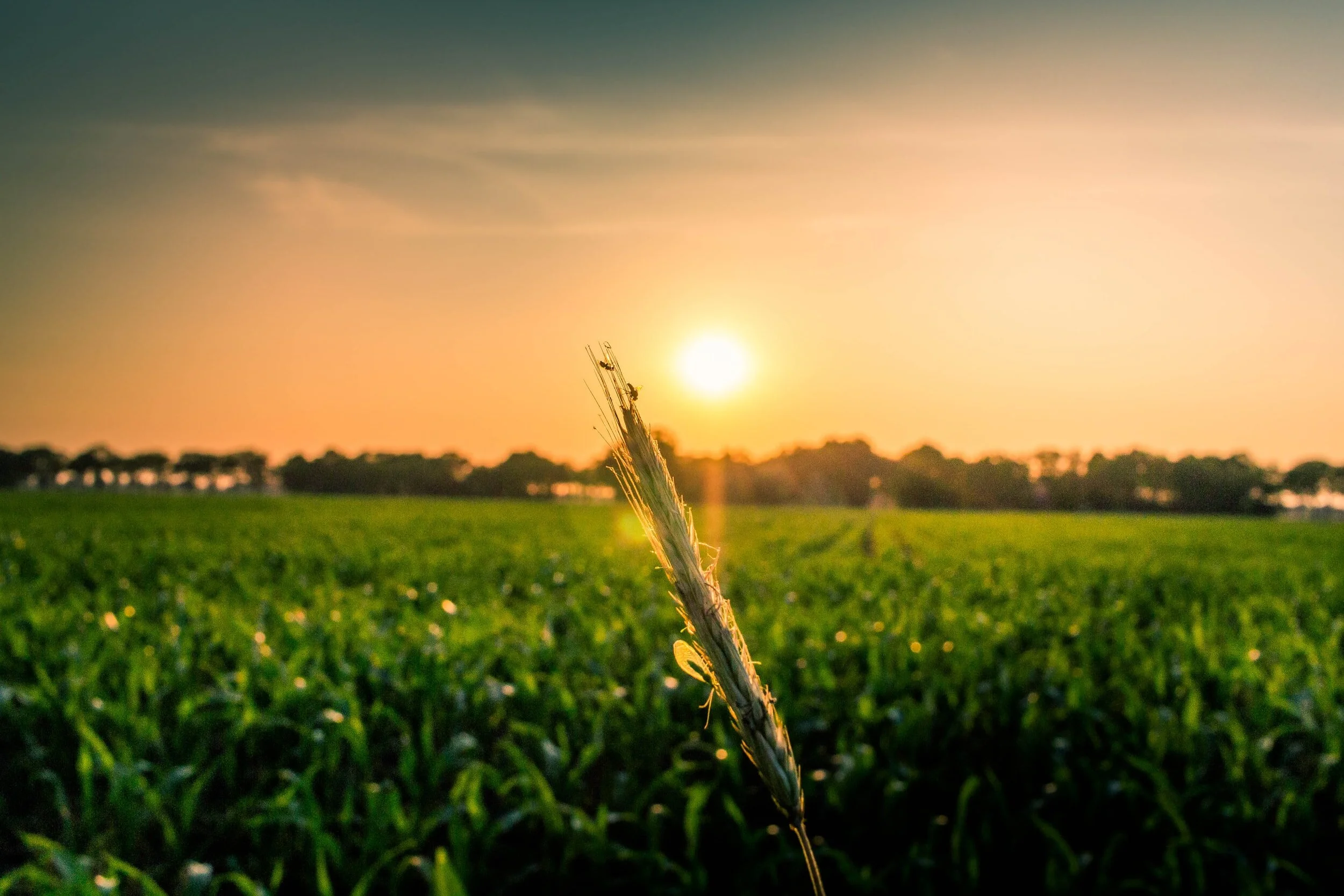 African Youth As Drivers Of Decent Job Creation In Sustainable Food Systems