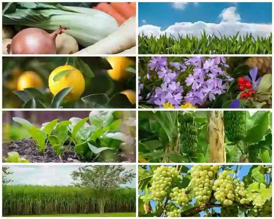 Building Sustainable And Resilient Food Systems Through One Health ...