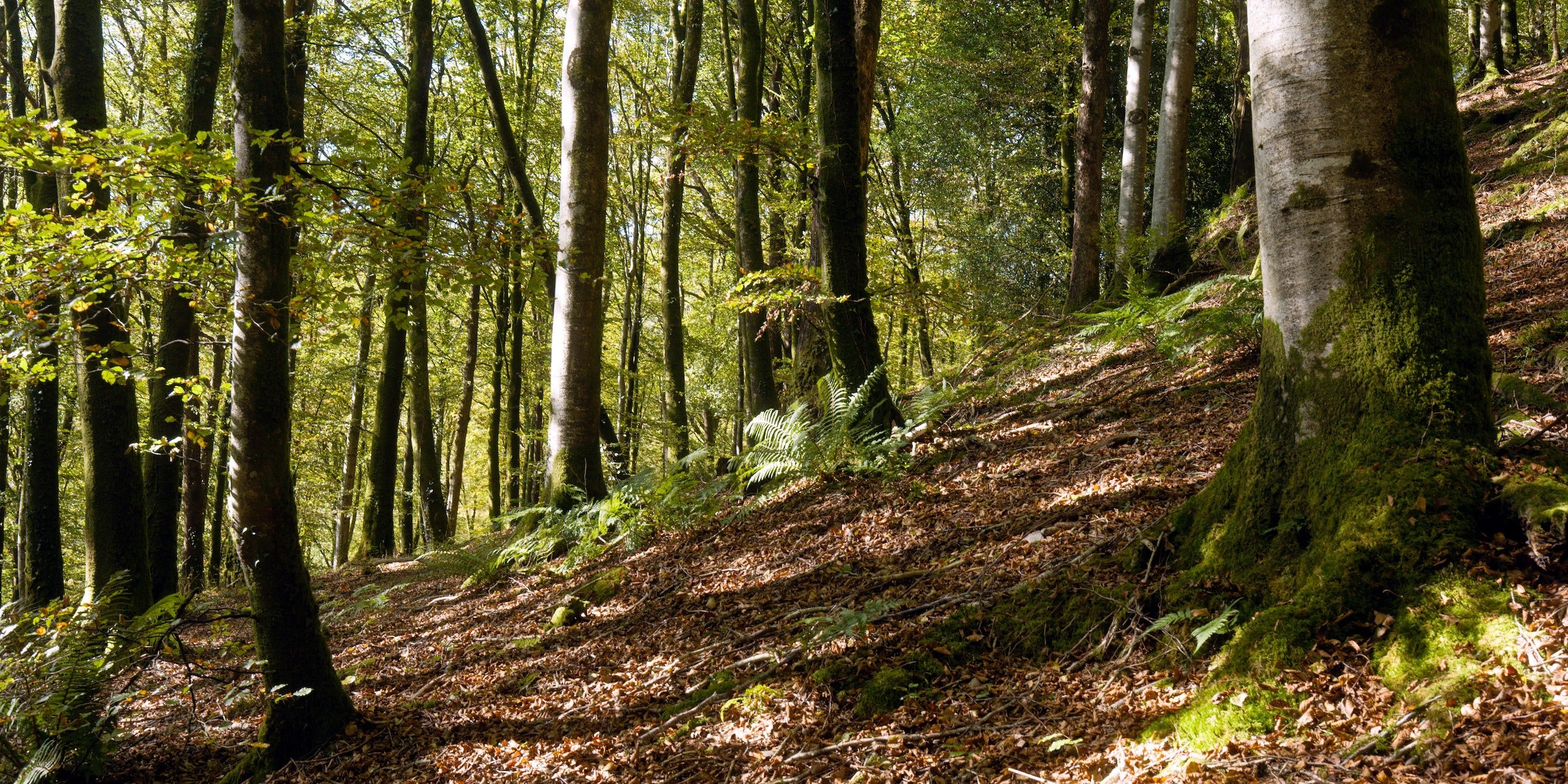 Forest Image Green in the Grey.jpg