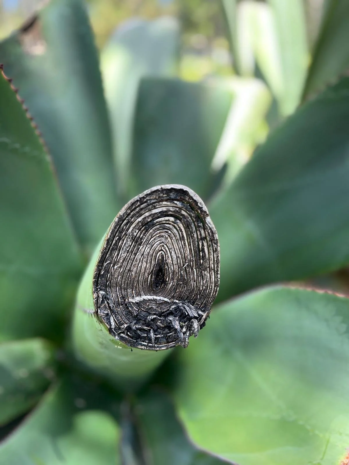 Training for the Effective Immigration Advocate