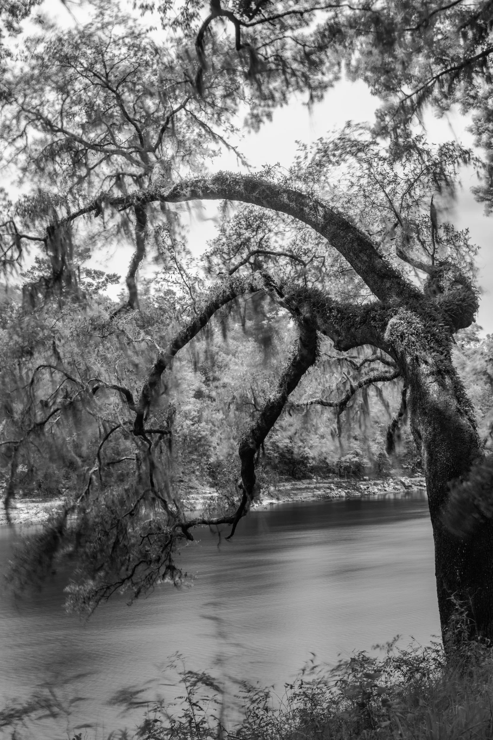 Suwannee River