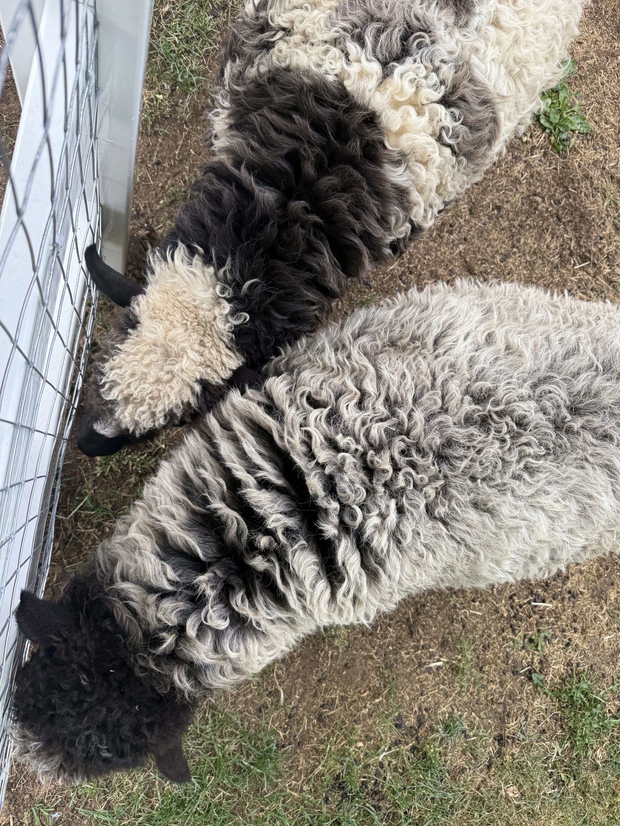 _IMG_6044.JPG