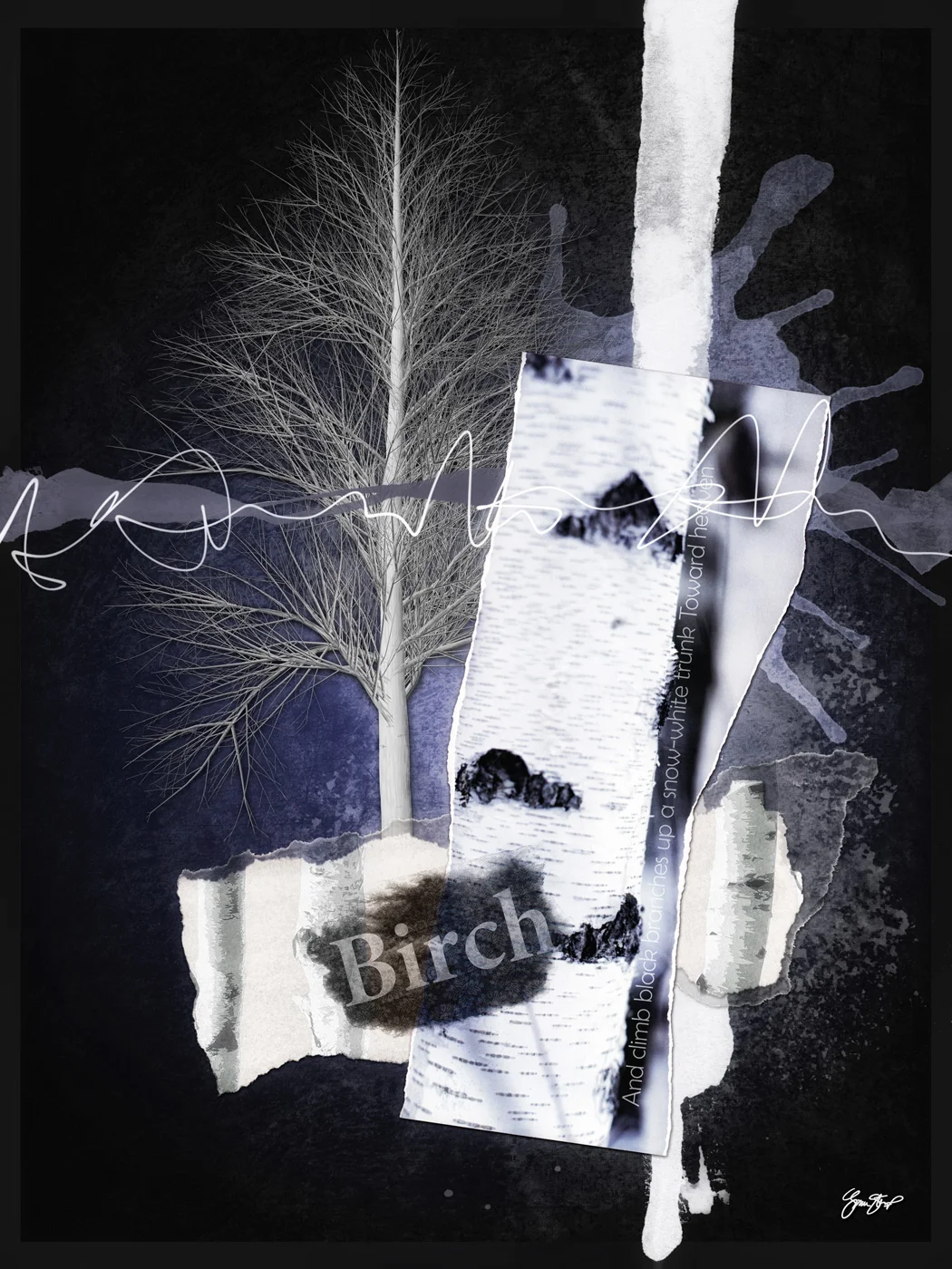 The Birch Tree