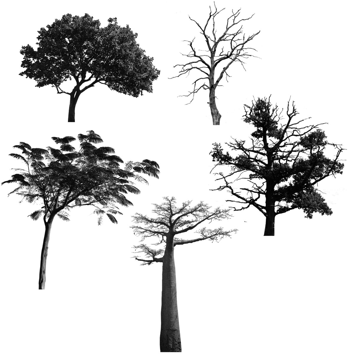 Tree Brushes