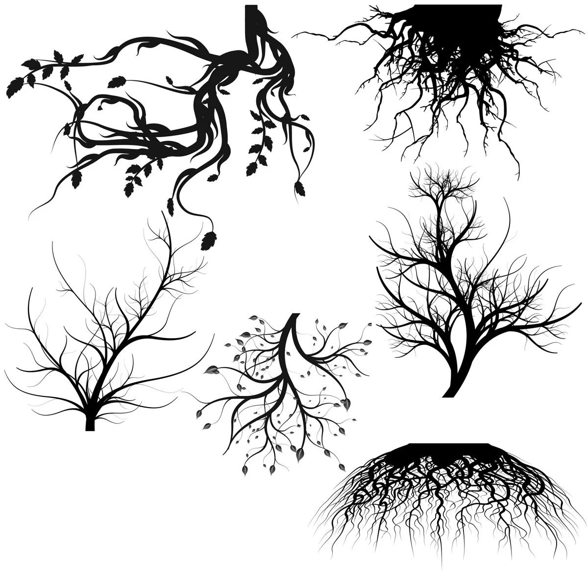Root Branches