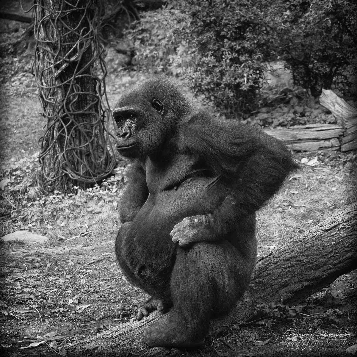Gorilla Sitting on a Log