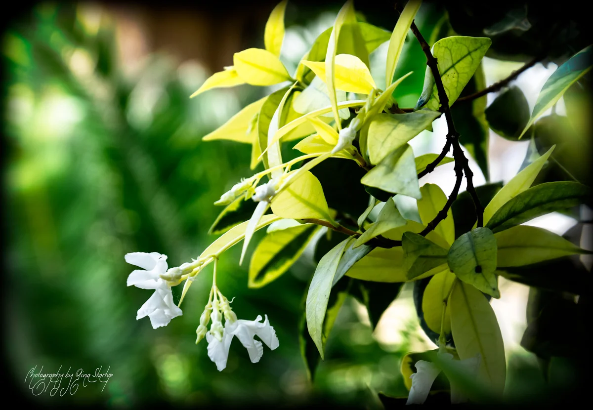 Sunshine Peeking Through