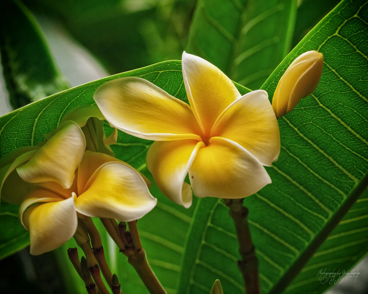 Plumeria