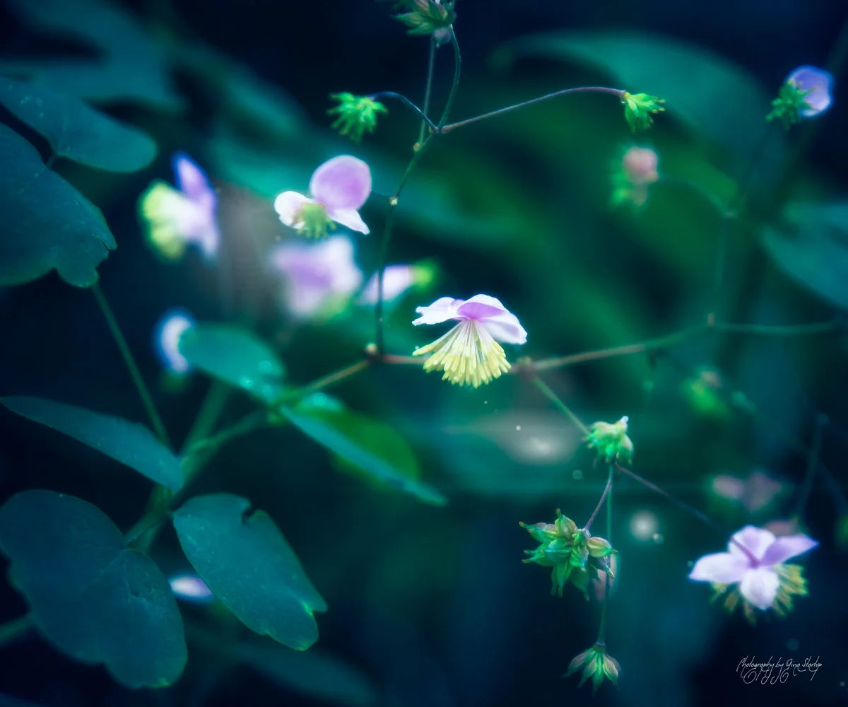 August 16 Small Blossoms