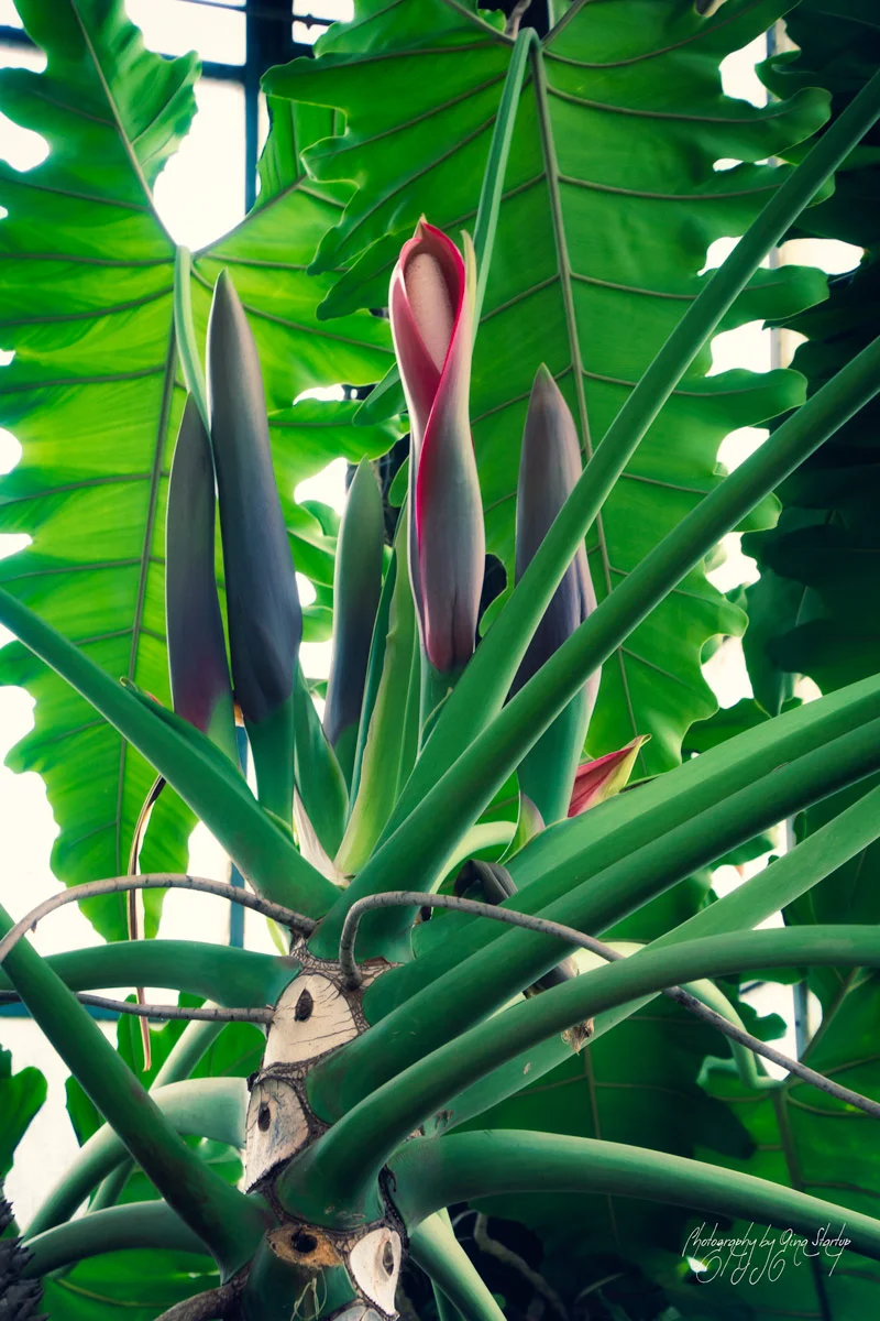 Blushing Philodendron